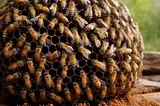 Keeping Ants Out of a Beehive: Our Proven Methods