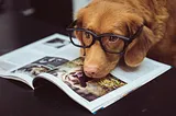 A dog with glasses reads a magazine