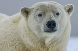 Polar Bear Sightings: a growing issue for arctic countries