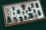 Cockroaches- A Tricube Poem