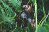 Snails on grass stems