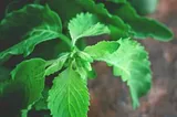 The Benefits Of Holy Basil Plant