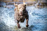 Your Dog Could Kill an Entire Lake (With Their Meds)