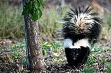 I Hate Skunks! Here’s My Experience With Them