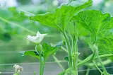 photo of young okra plants with small blossoms just beginning.