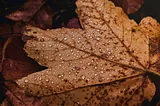 a lovely image of a large light-brown leaf with dewdrops on a brown background