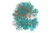 RIbosome structure solved using Cryo-EM with protein in cyan and DNA in orange. This model above was used to determine the structure of ribosomes in the paper discussed above. PDB 6QY8.