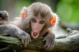 a monkey with a shocked facial expression