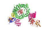 Cryo-EM structure of the RanBP2 (orange) /Ran(GTP) (red) /RanGAP1 (pink) -SUMO1 (yellow) /UBC9 (blue) /CRM1(green) /Ran(GTP) complex.