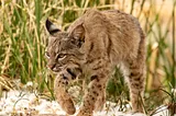 Bobcats Unveiled: Discovering the Secrets of North America’s Stealthy Wildcats