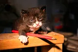 A black and white kitten with bits of sawdust in her fur puts a paw over a carpenter’s pencil, showing her claws and giving a mean but cute look.