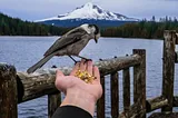 Here is a beautiful scene in nature with snow-capped mountains in the background and a hand extended with seeds, feeding a bird.