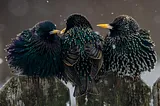 Three fledgling birds