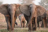 The Accelerated Evolution of Elephants: How Human Activity is Leading to Tuskless Elephants