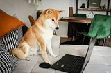 A cute shiba inu dog sitting on the couch and looking at the laptop screen.