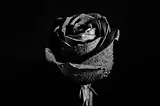 The Black Rose