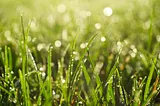 Blades of grass with drops of water on them