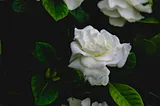 My Love Affair with Gardenias