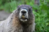 A picture of a beaver.