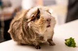 Can Guinea Pigs Taste Spicy Food?