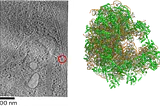 (Left) Averaged Cryo-ET image of parasite-infected red blood cells showing Plasmodium falciparum 80S ribosome particles. Image adapted from Figure 2. (Right) Single particle cryoEM structure of the Plasmodium falciparum ribosome in the POST state. PDB 9QUB. CC BY SBGRID.