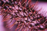 A close-up of the spikes of a purple sea urchin.