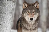 Feds Propose to Remove Protections for Endangered Gray Wolves