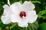 A bumblebee on a white hollyhock blossom with a red center.