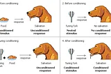 Pavlov’s Dogs and The Importance Of Environment In Learning