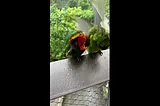 Birds are sensitive too