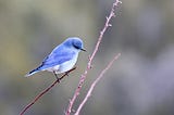 How Birding Became a Go-To Quarantine Hobby