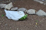a small white adolescent duck nestles his beak under wing with his breast cupped by the top slice of a watermelon