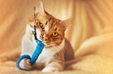 Why Cats Love the Color Blue