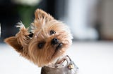 a yorkie