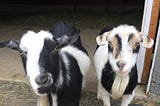 These Goats Want You to Know Petting Zoos Aren’t Happy Places