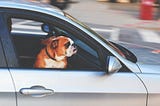 Dog in car waiting for owner