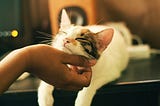 Cat being stroked by a hand