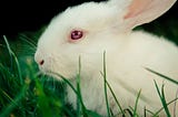 The Magic Rabbit Taught Me That All Animals Are Unique Individuals