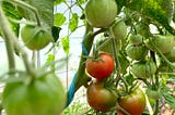 A photo of a tomato plant growing next to a mesh fence, with mostly plump green tomatoes, a few reddening in the middle