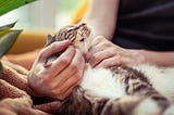 A tabby cat is relaxed asleep on its back on a woman’s lap, held gently in her hands.
