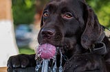 3 Best Water Fountains to Keep Your Pets Hydrated