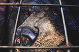 Animated black bear with beige muzzle up close behind bars