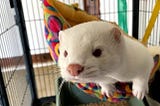 A white-furred, pink-nosed mink looks curiously towards the camera lens from a hammock in a cage.