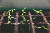 Young plants sprouting and beginning to grow