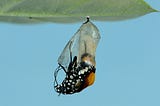 The Exit from the Chrysalis