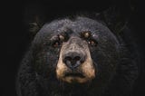 One-Eyed Black Bear