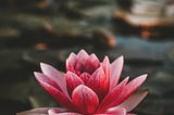 Indian lotus flower in pond in center of frame