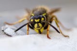 wasp