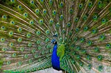 How Sexual Selection — Not Natural Selection — Explains Opulence in Nature and Society