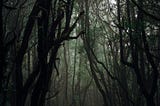 Photo of a Dark Forest by Francesco Ungaro from Pexels